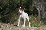 PARSON RUSSEL TERRIER 047